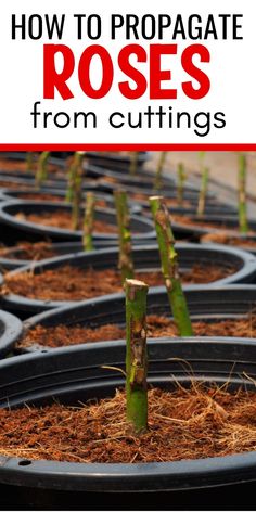 several rows of plants with the words how to propagate roses from cuttings