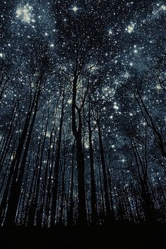 the night sky is filled with stars and trees