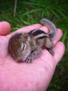 a small baby chipper sitting in the palm of someone's hand