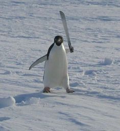 a penguin is walking in the snow with a ski