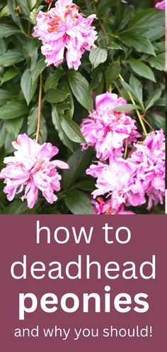 pink flowers with the words how to dead head peonies and why you should