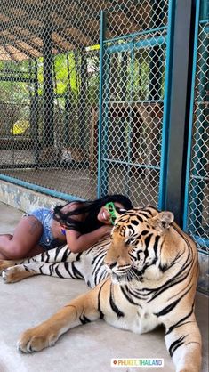 a woman laying on the ground next to a large tiger in a cage at a zoo