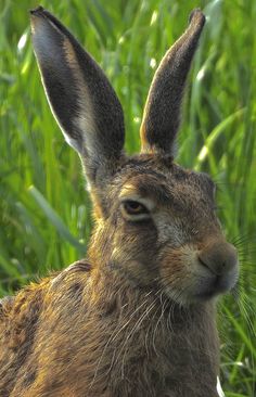 a brown rabbit sitting in the grass with its ears up and eyes wide open,