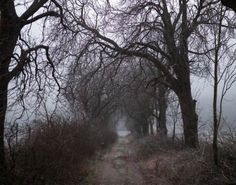 a dirt road surrounded by trees on a foggy day