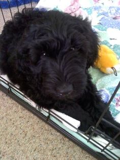 a small black dog laying on top of a bed