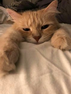 an orange cat laying on top of a bed