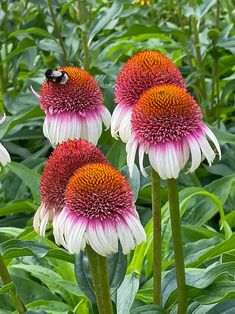 three red and white flowers in a field with green leaves on the side, one flower has a black insect on it