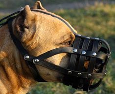 a brown dog wearing a black leather muzzle