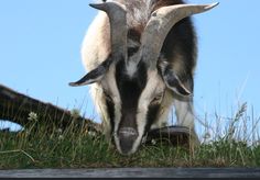 a goat with large horns grazing on grass