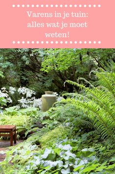 a bench in the middle of a garden with ferns and other greenery around it