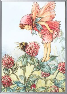 a card with a fairy on it and flowers in the foreground that reads, the red clover fairy