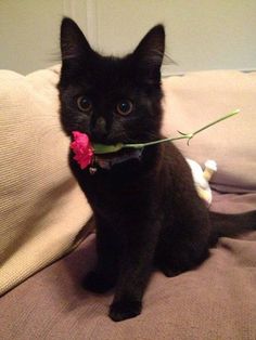 a black cat sitting on top of a bed with a flower in it's mouth