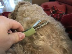 a person is trimming a dog's hair with an electric toothbrush