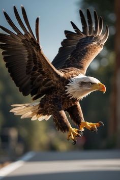 an eagle flying in the air with it's wings spread out and its talon extended