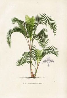 a drawing of a palm tree with green leaves on the top and bottom branches, in front of a white background