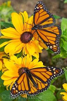 two monarch butterflies on yellow flowers in a garden with green leaves and dirt ground behind them