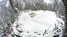 a polar bear laying down in the snow