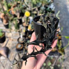 a hand holding up a small black cup filled with plants and dirt on top of a wooden table