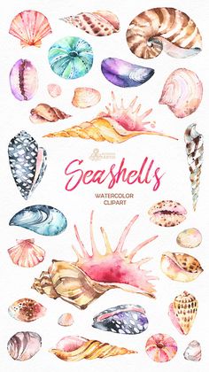 watercolor painting of seashells with the words seashell's on it