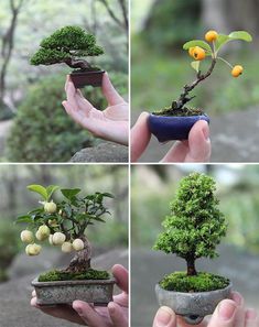 four pictures showing different stages of growing a bonsai tree