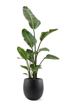 a potted plant with large green leaves in it's center, on a white background