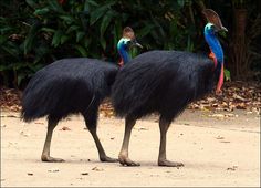 two large birds walking across a dirt road