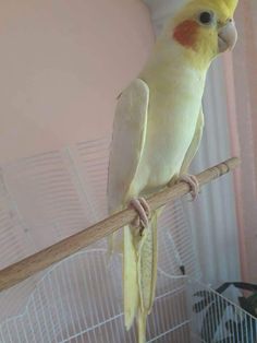 a yellow and white parakeet sitting on top of a perch