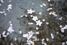 white flowers floating on top of a body of water