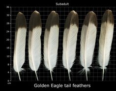 four different types of feathers on a grid