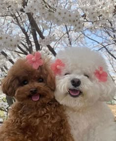 two poodles are sitting next to each other in front of cherry blossom trees