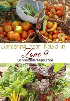 gardening year round in zone 9 is the perfect time to start growing your own garden