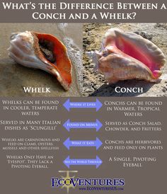 the differences between conch and a whelk are shown in this graphic above