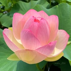 a pink flower with green leaves in the background