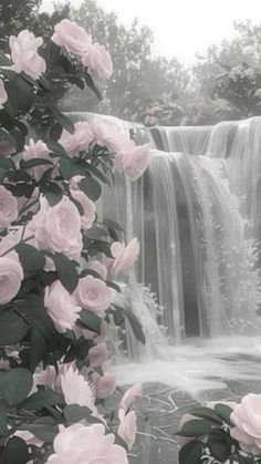 pink roses are blooming in front of a waterfall