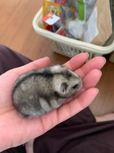 a person holding a small rodent in their hand