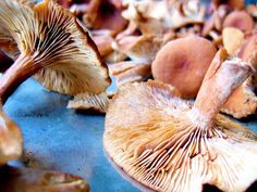 several mushrooms that are sitting on the ground