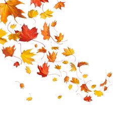 falling autumn leaves on white background with clipping area for text or image in the bottom right corner