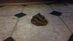 there is a snake on the tile floor