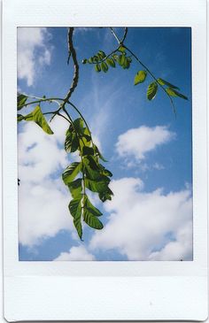 a tree branch with leaves and sky in the background