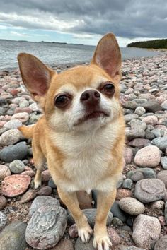 a small dog standing on top of a rocky beach