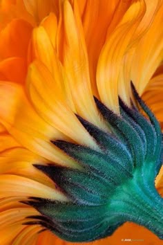 a close up view of the center of a sunflower