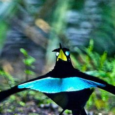 a blue and black bird standing on its hind legs