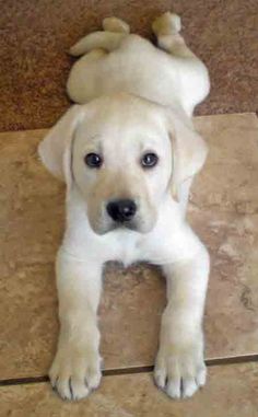 a white puppy laying on the floor with his head up