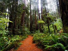 a path in the middle of a forest with lots of trees and ferns on both sides