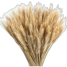 dried wheat stalks on a white background