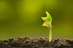 a young plant sprouts from the soil