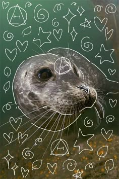 a seal with hearts drawn on it's face