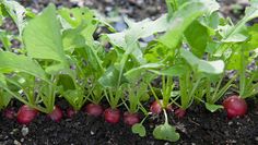 some radishes are growing in the dirt