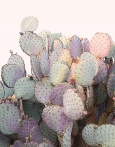 a large group of cactus plants with purple and green leaves in the foreground, against a white background