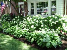 white flowers in front of a house with an american flag on the window sill